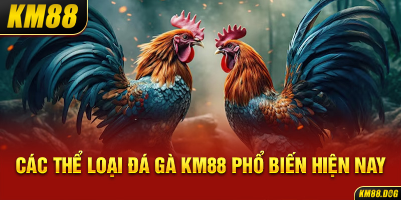 Các thể loại đá gà KM88 phổ biến hiện nay